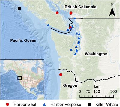 The Emergence of Mucormycosis in Free-Ranging Marine Mammals of the Pacific Northwest